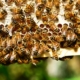 abeilles ruches